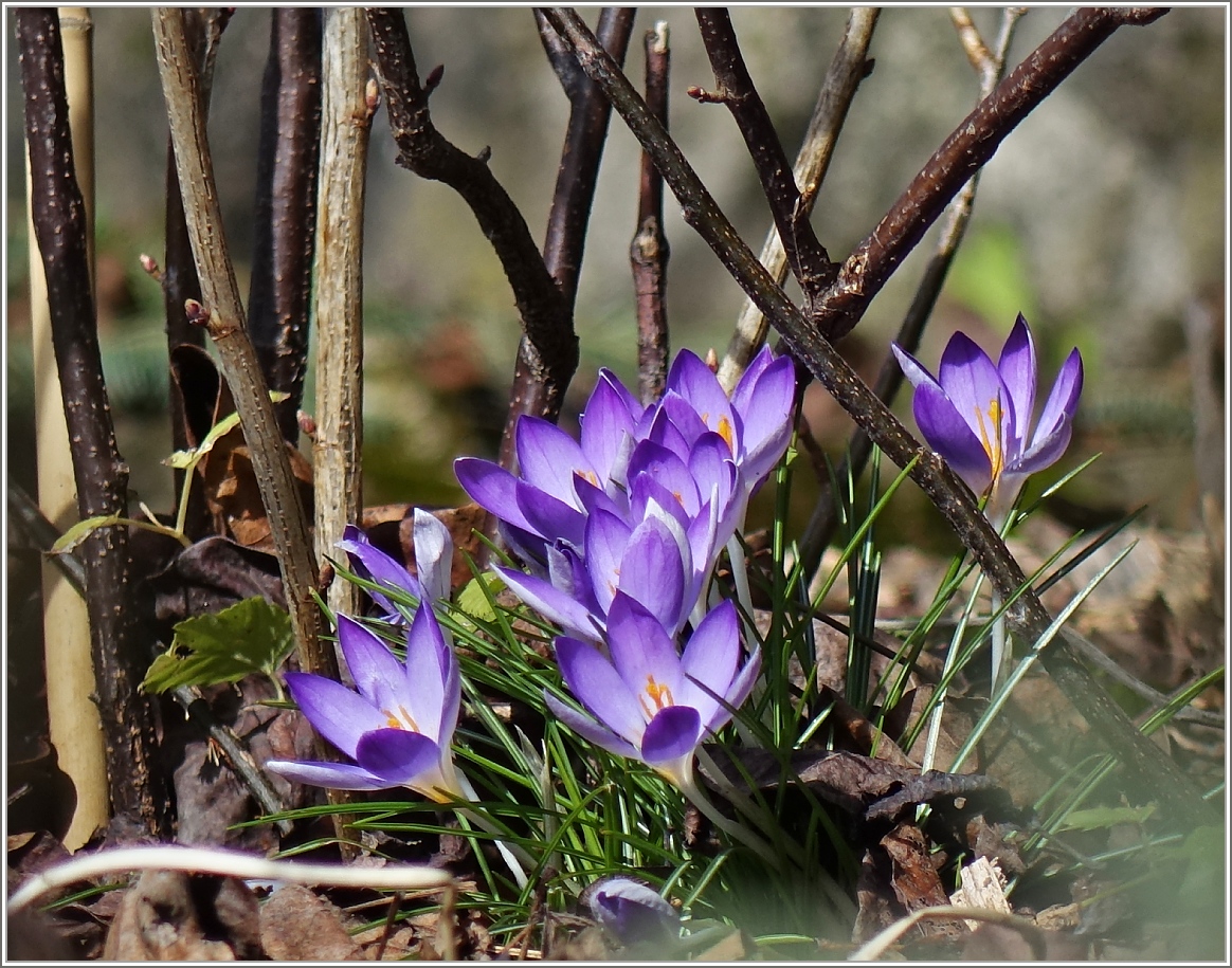 Es grsst der Frhling
(22.02.2014)