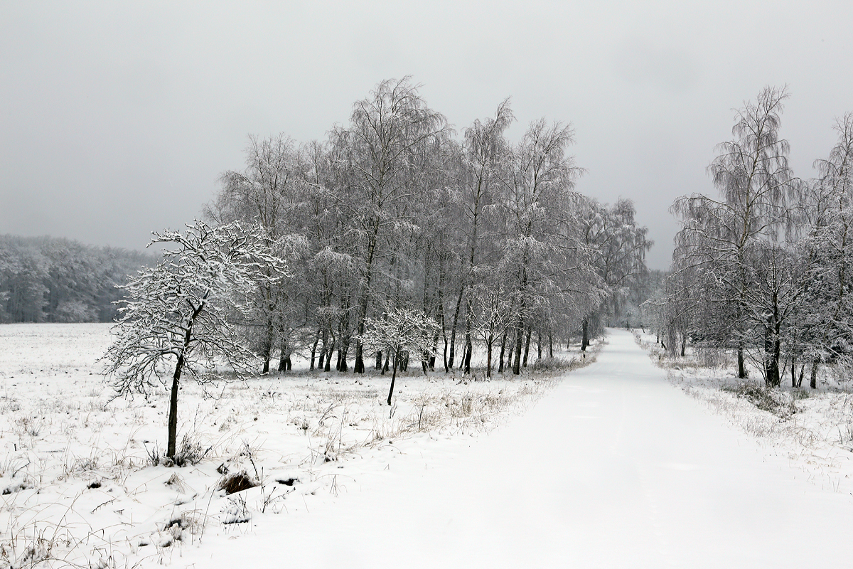 
Es ist wieder Winter auf den Höhen des Westerwaldes, hier am 26.01.2015 bei Nisterberg.
In den tieferen Lagen ist es Regen aber hier auf ca. 527 m.ü.M. sieht es doch anders aus.