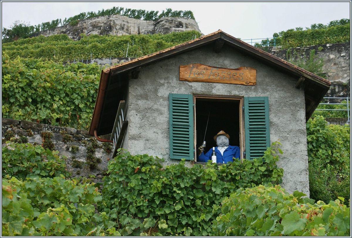 Freundlich prostete uns ein alter Bekannter im Lavaux zu.
(08.09.2013)