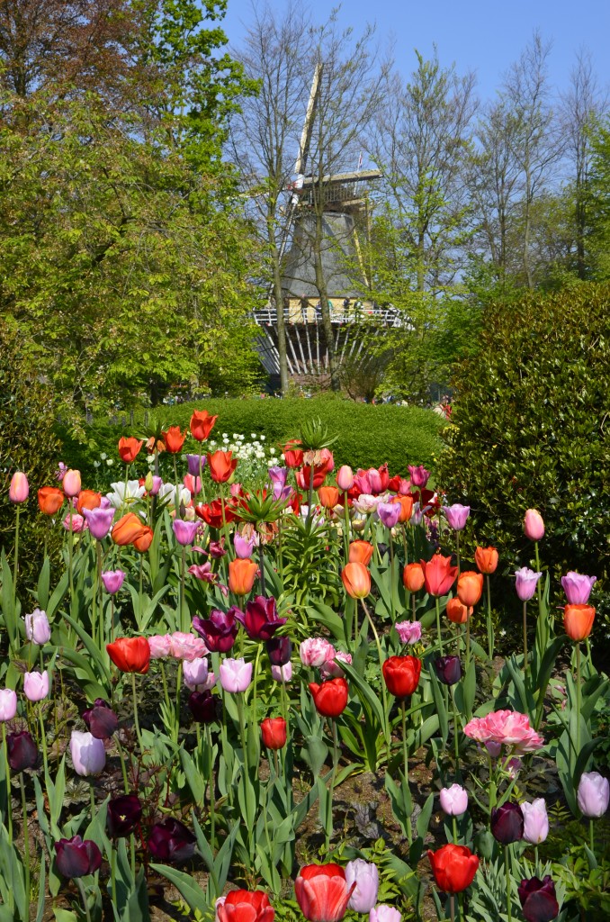  Für Hans  (Keukenhof 23.04.2014)