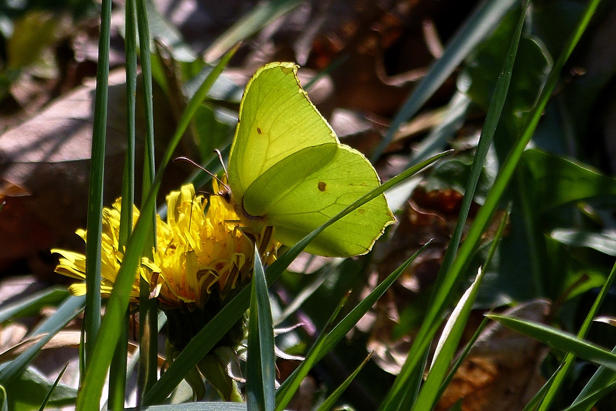 Gelbling im Gegenlicht. 30.03.2019 (Hans)