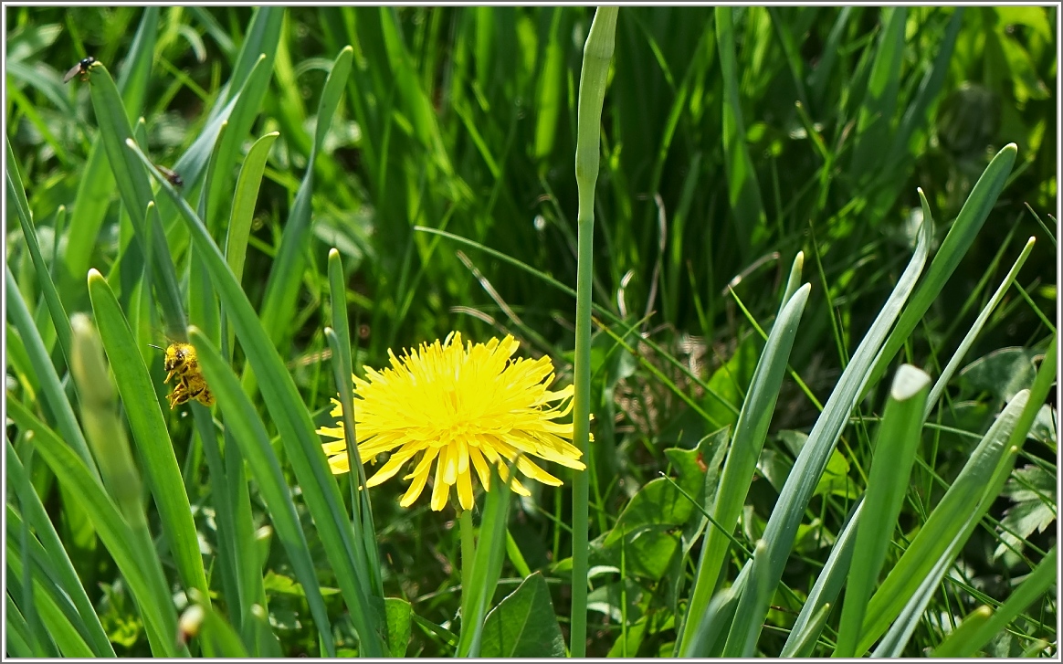 Hallo wo bin ich? Ein Bienchen spielt verstecken.
(11.05.2015)