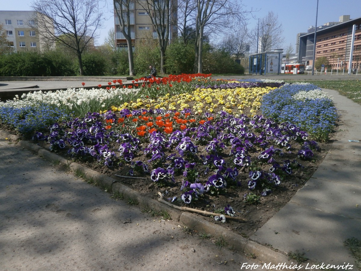 HAVAG Straenbahn mit Frhlingsimpressionen in Halle-Neustadt am 24.4.15