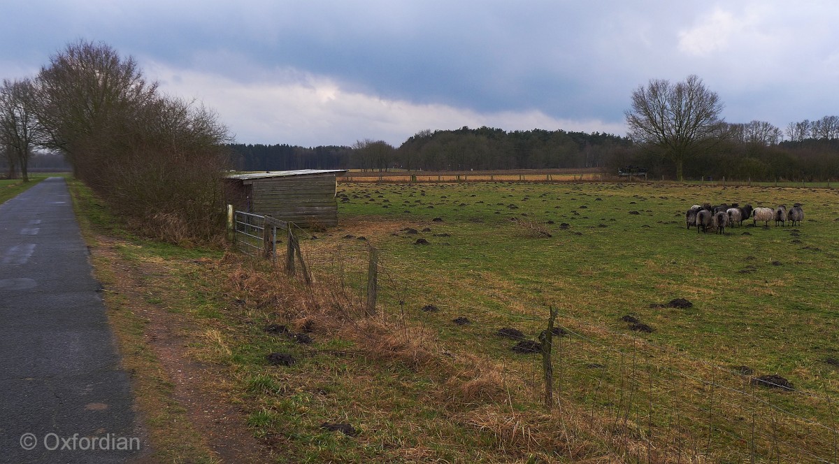 Heidschnuckenherde im Wietzendorfer Moor.