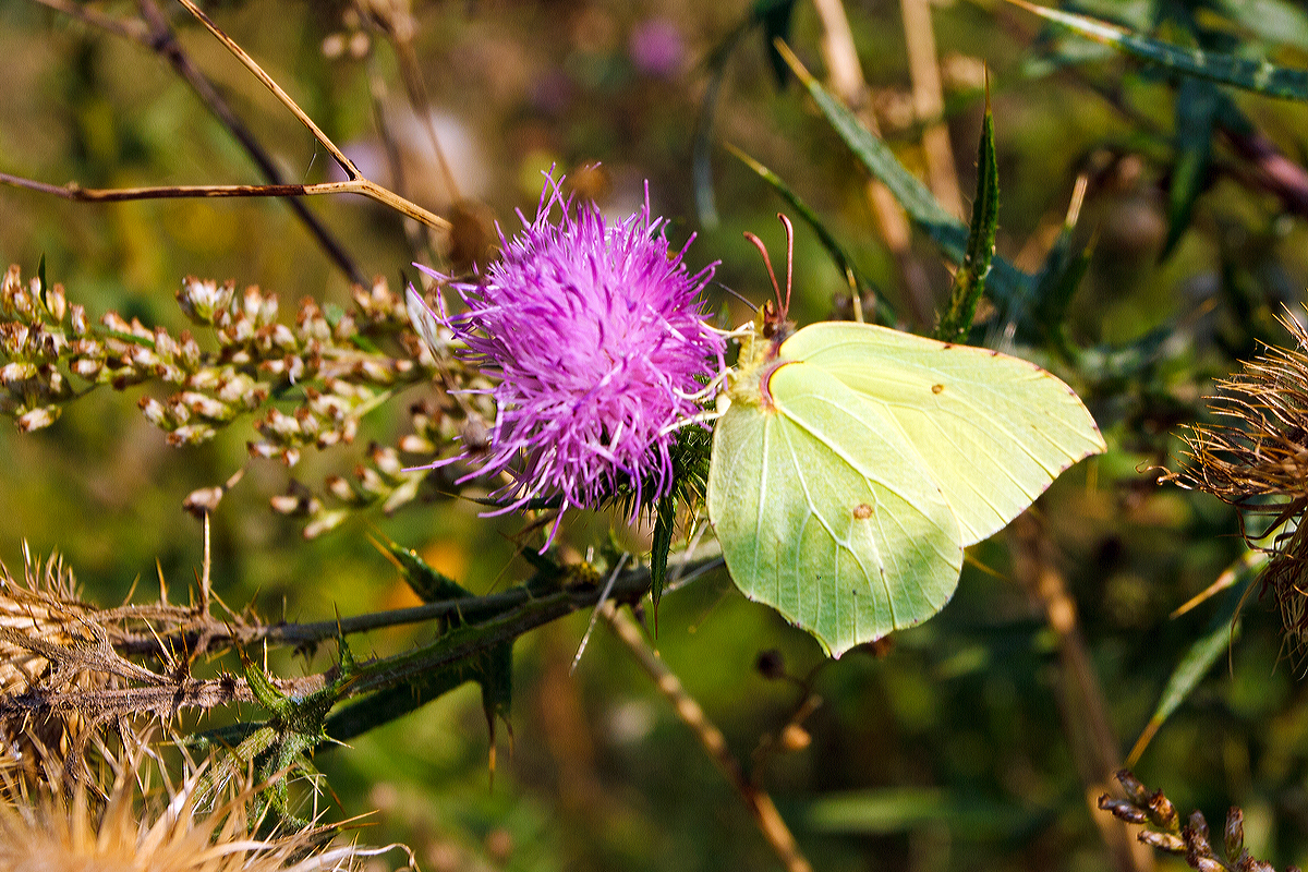 
Ich konnte heute (08.09.2014) auch einen Zitronenfalter (Gonepteryx rhamni) ablichten, hier auf einer Distelblüte (Acker-Kratzdistel) beim Bf Herdorf.