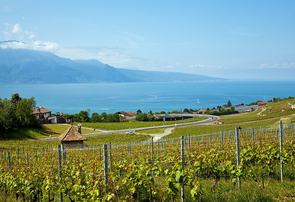 
Im Lavaux: Einen Blick durch die Weinberge auf den Genfersee bei Chardonne-Jongny am 20.05.2018. 

Zu Hause am PC sah ich erst was man hier noch  (rechts) sehen kann, die Standseilbahn Vevey–Chardonne–Mont-Pèlerin (VCP der MVR bzw. GoldenPass).  Ich denke hier kann, nein muss ich nochmal hin, etwas weiter vorgehen und bekomme noch bessere Bilder von der Standseilbahn.

Das wusste wohl auch mein bester Freund Stefan nicht ;-)
