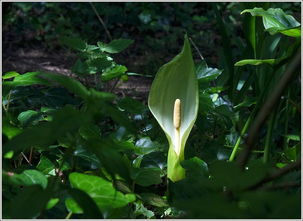 Im Rampenlicht.
(16.05.2014)