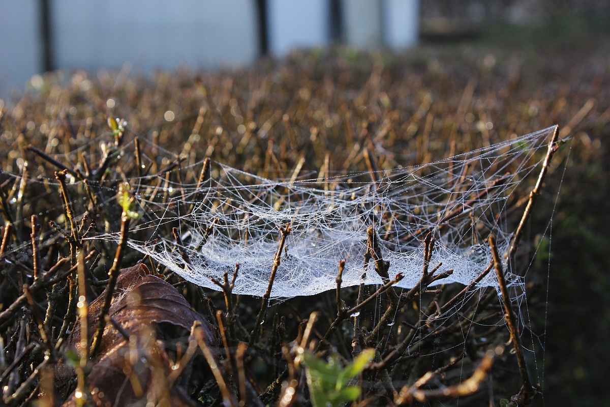 Impressionen in Schleswig 25.11.16