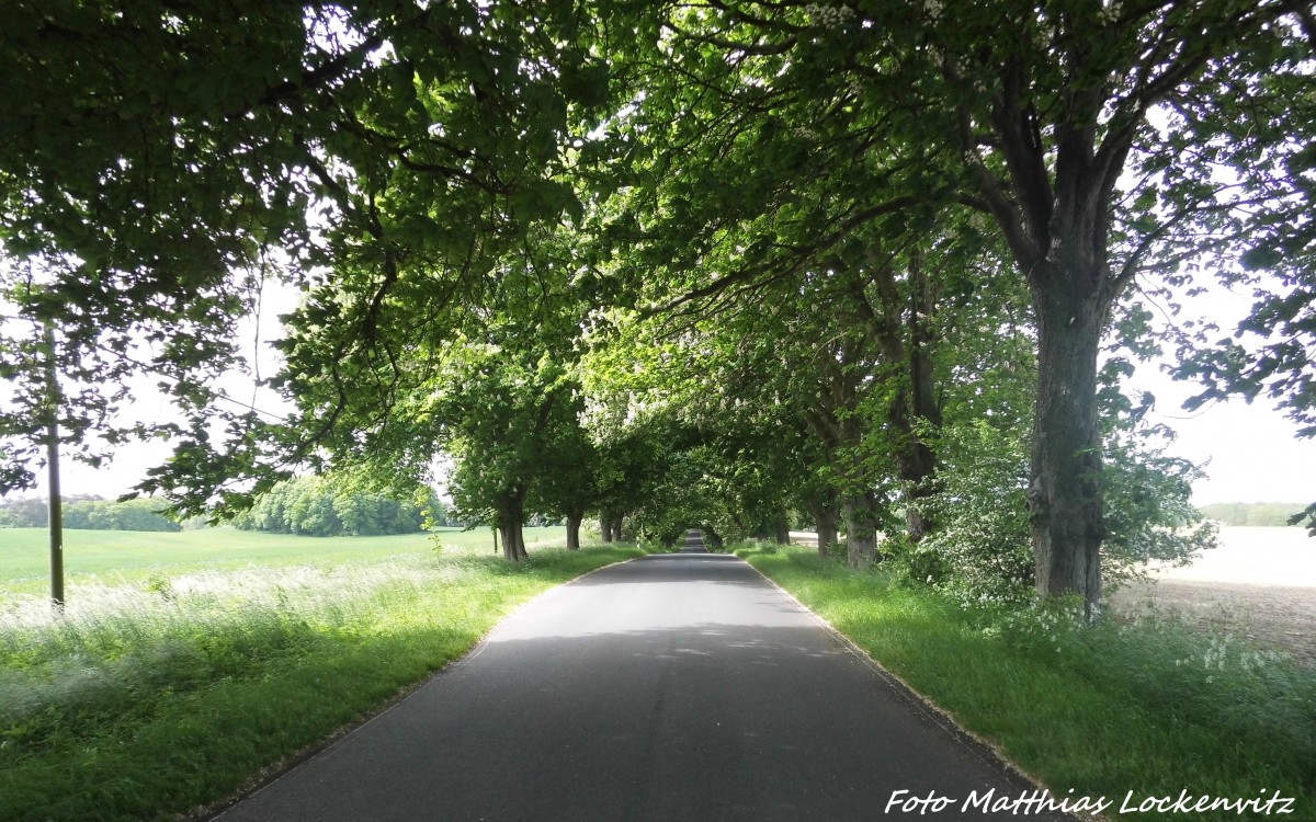 Kastanienallee nach Wreechen und Neukamp am 1.6.15