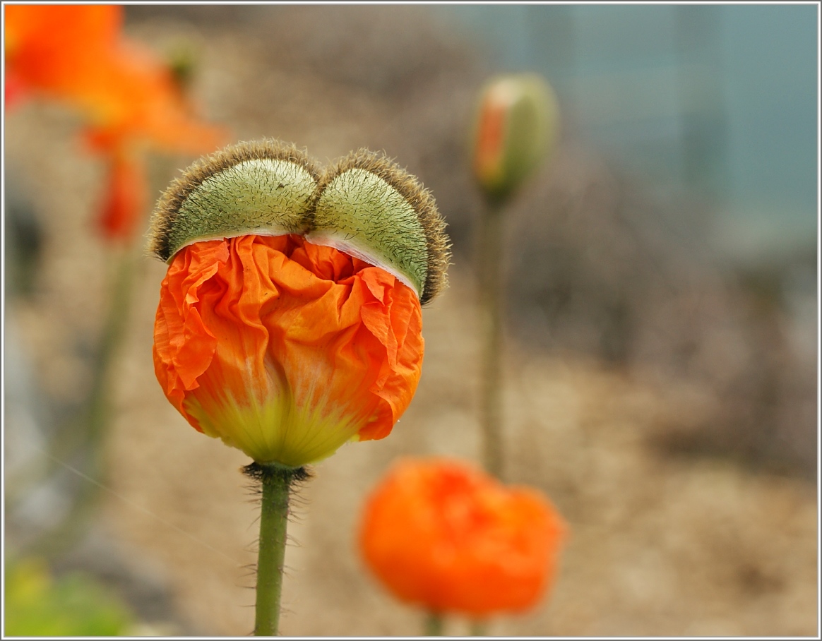 Kurz vor der Vollendung der Blüte
(04.04.2016)