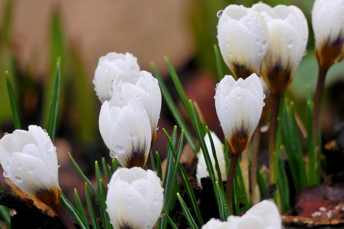 Liichtmssdag - Am 02.02.2010 ffneten die ersten Krokusse ihre Kelche in unserem klitschnassen Blumenbeet. (Jeanny)