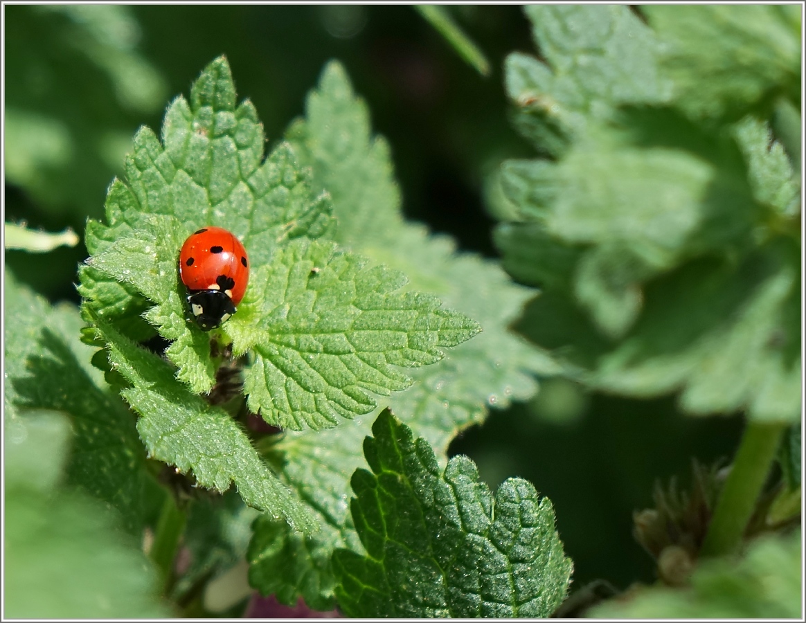 Marienkäfer geniesst die wärmende Sonne
(11.05.2015)