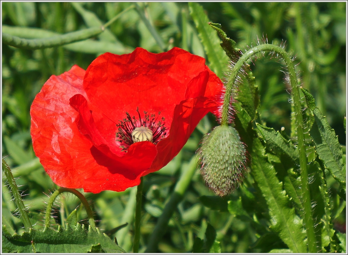 Mohnblüte und Knospe.
(27.05.2015)