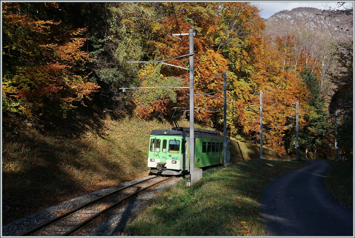 Nach der Kurzwende in Aigle  von nur einer Minute kommt der TPC ASD BDe 4/4 402 bereits wieder durch den bunten Herbstwald bei Verschiez gefahren. 

5. Nov. 2021