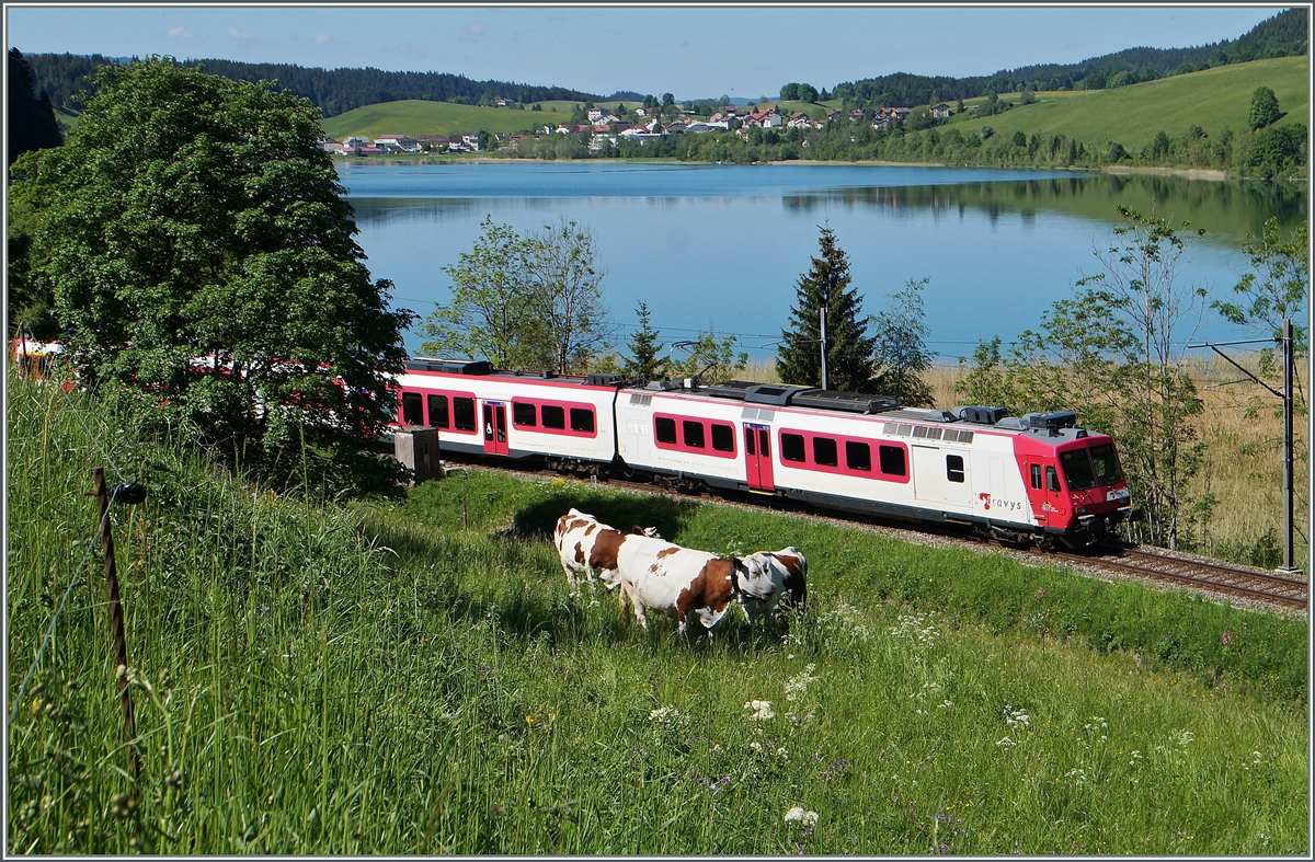 Nach zwei drei elektrischen Schlägen hatte ich begriffen, wo das  Kuhgebiet  anfängt und mich dann etwas verbogen um den Tarvys Domino und die Kühe doch noch gemeinsam auf das Bild in der Nähe von Le Pont zu bekommen. 
3. Juni 2015