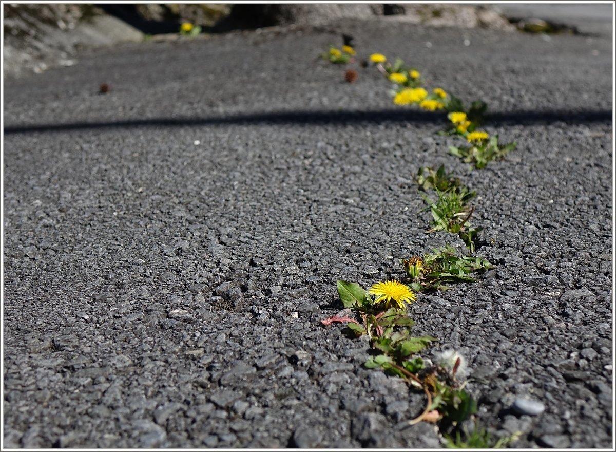 Natur sucht sich seinen eigenen Weg...
(13.04.2018)