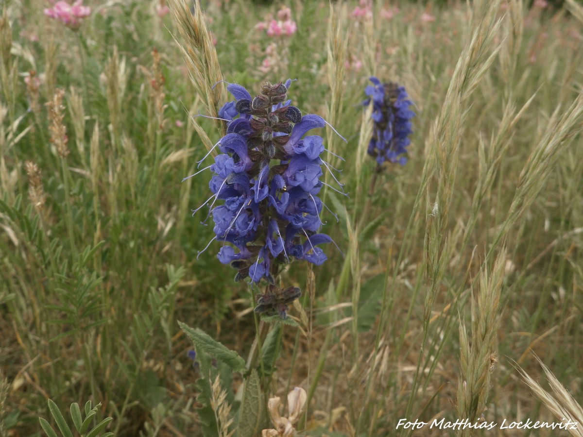 Naturbild aus der Hallenser Umgebung am 27.5.15