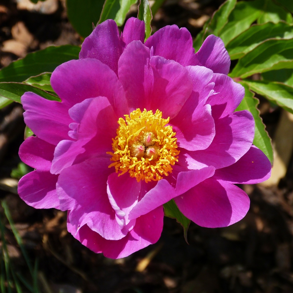 Pfingstrosenblüte in unserem Garten bei leichtem Wind. 04.06.2022