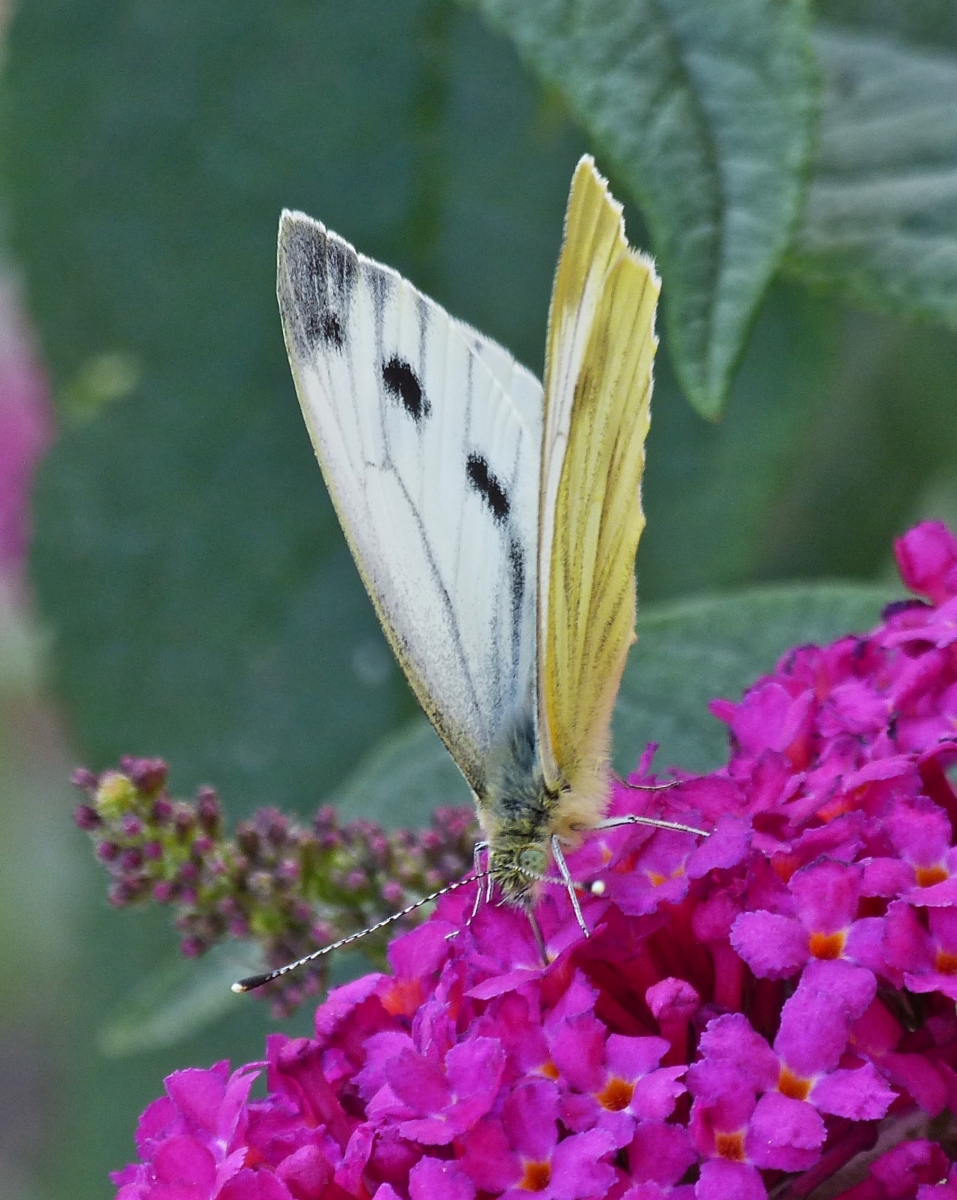 Rapsweiling an der Blte des Schmetterlingsstrauches in unserem Garten.12.09.2021