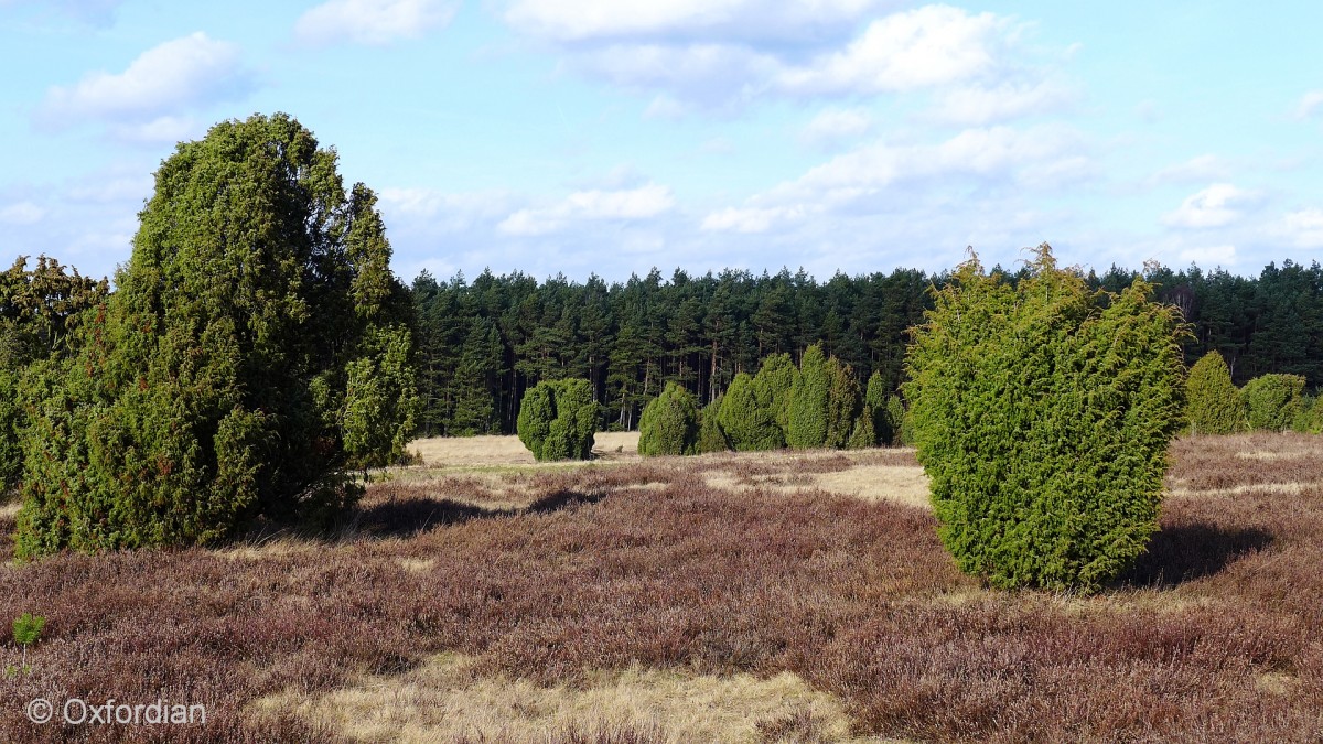 Schmarbecker Wacholderheide an einem Sonnenscheintag im Februar 2014.