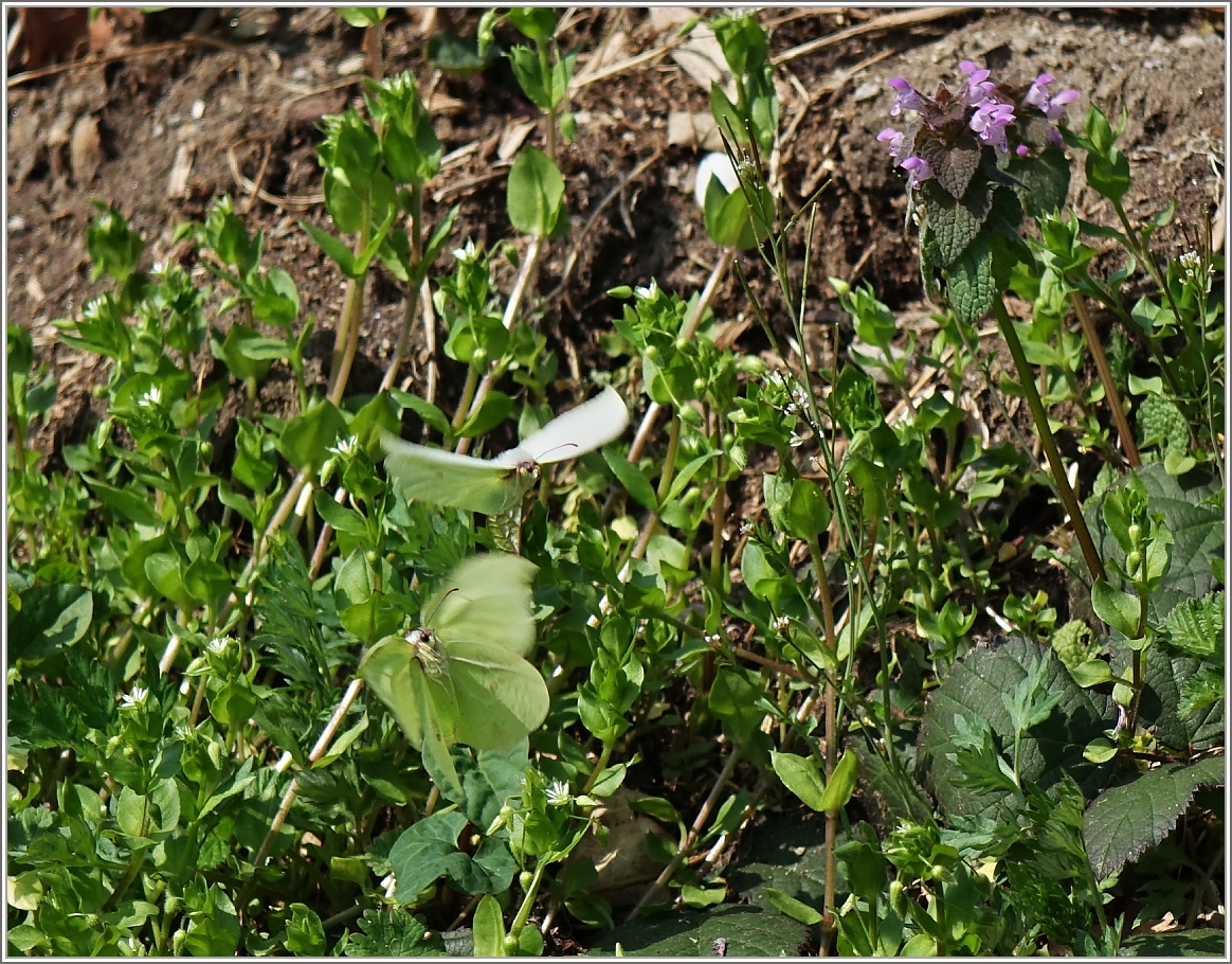 Schmetterlingstanz
(20.03.2014)