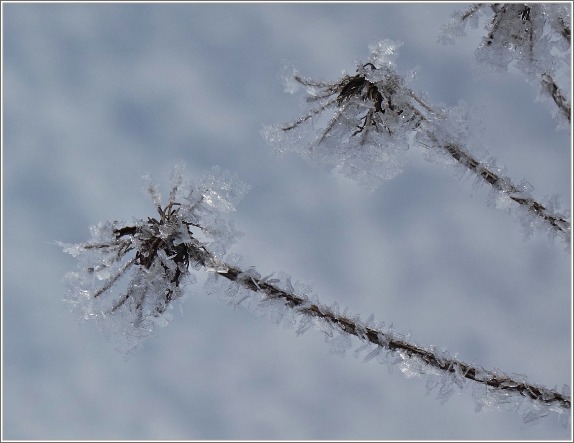 Schneeblumen
(03.02.2015)