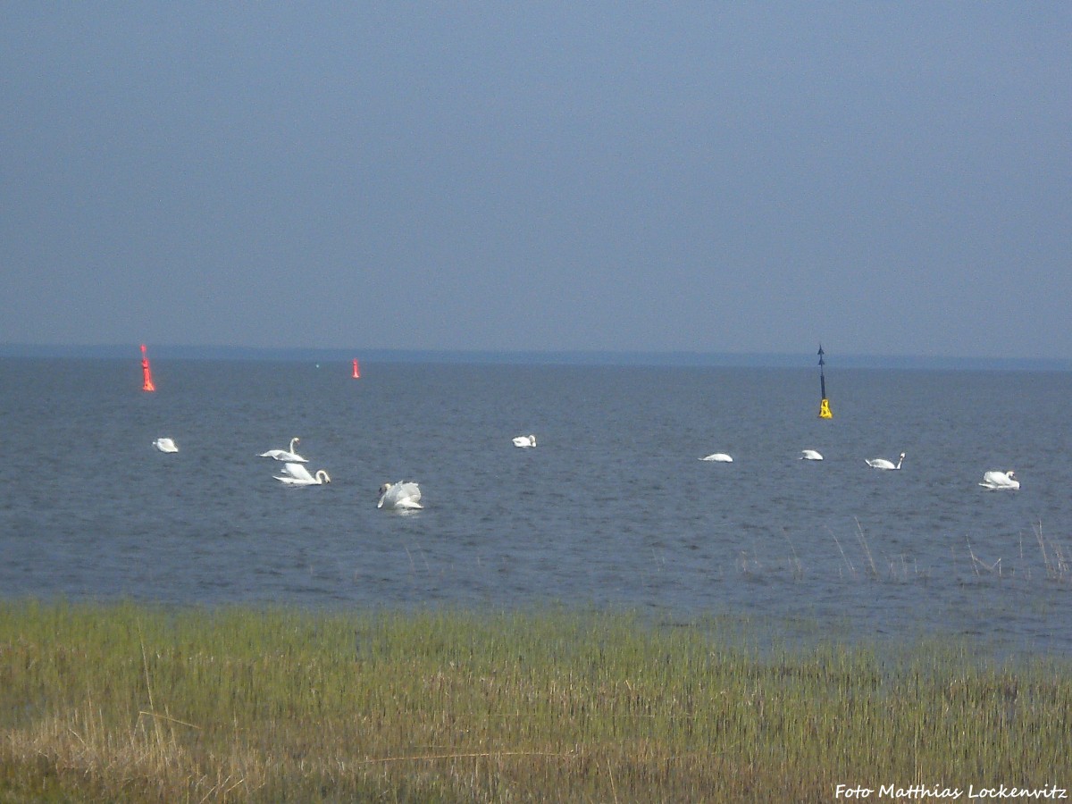 Schwäne in Ralswiek auf dem Großen Jasmunder Bodden am 22.4.1