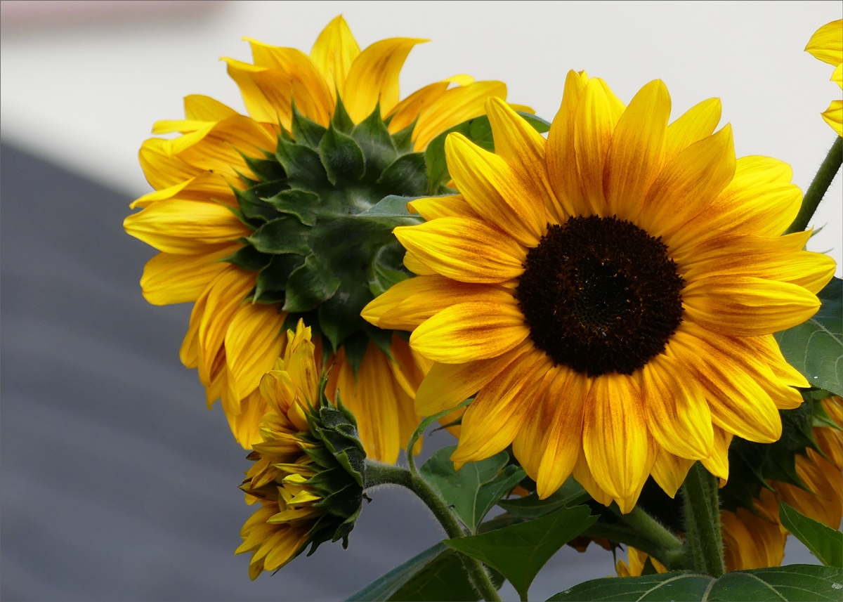 Sonnenblumenvariationen in unserem Garten. 19.08.2019 (Jeanny)