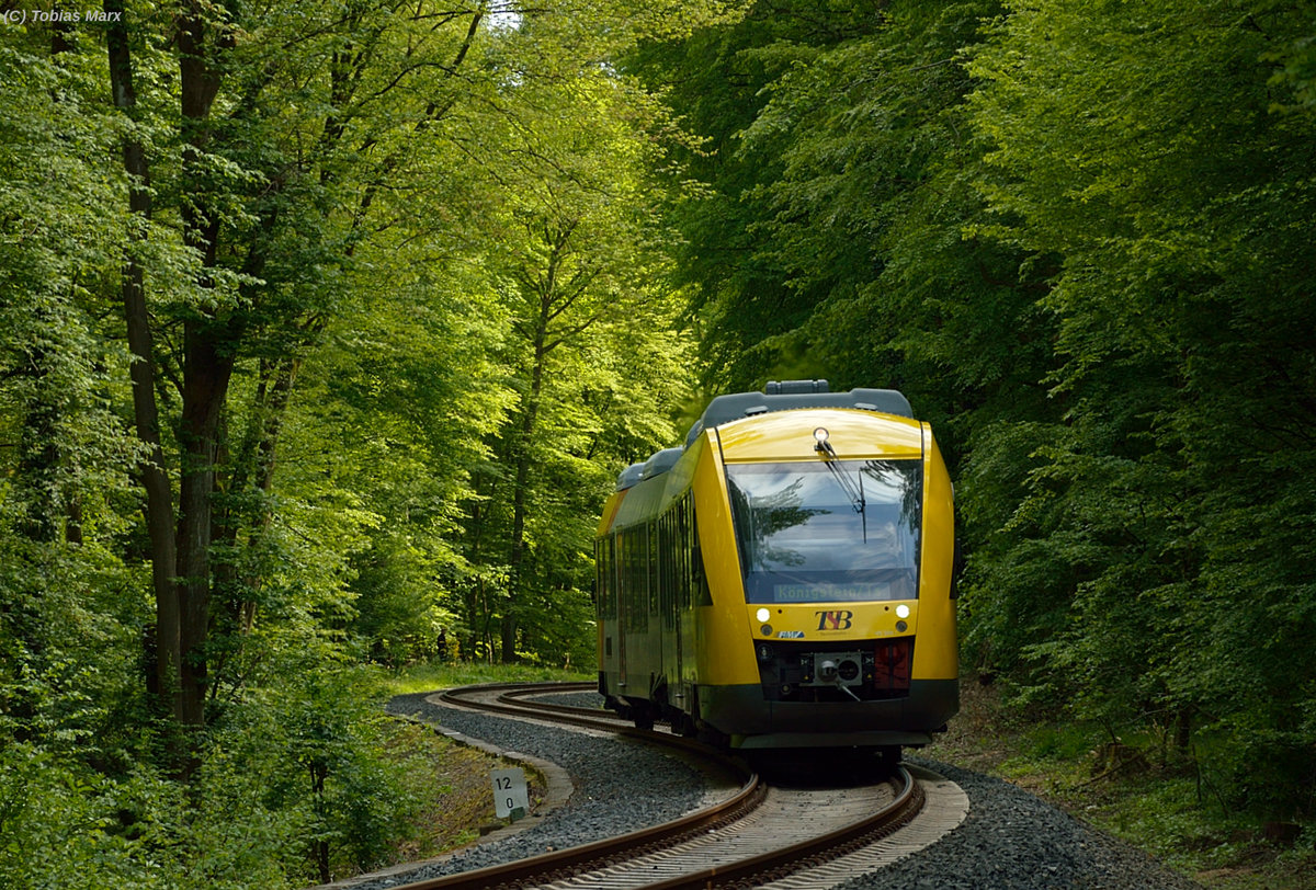 TSB (HLB) Lint im Wald vor Schneidhain am 15.05.2016