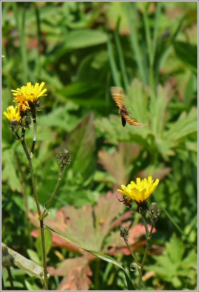 ...und entkam in letzter Minute der Spinne die unter der Blte lauerte, auf der er gerade noch gesessen hatte.
(30.09.2015)