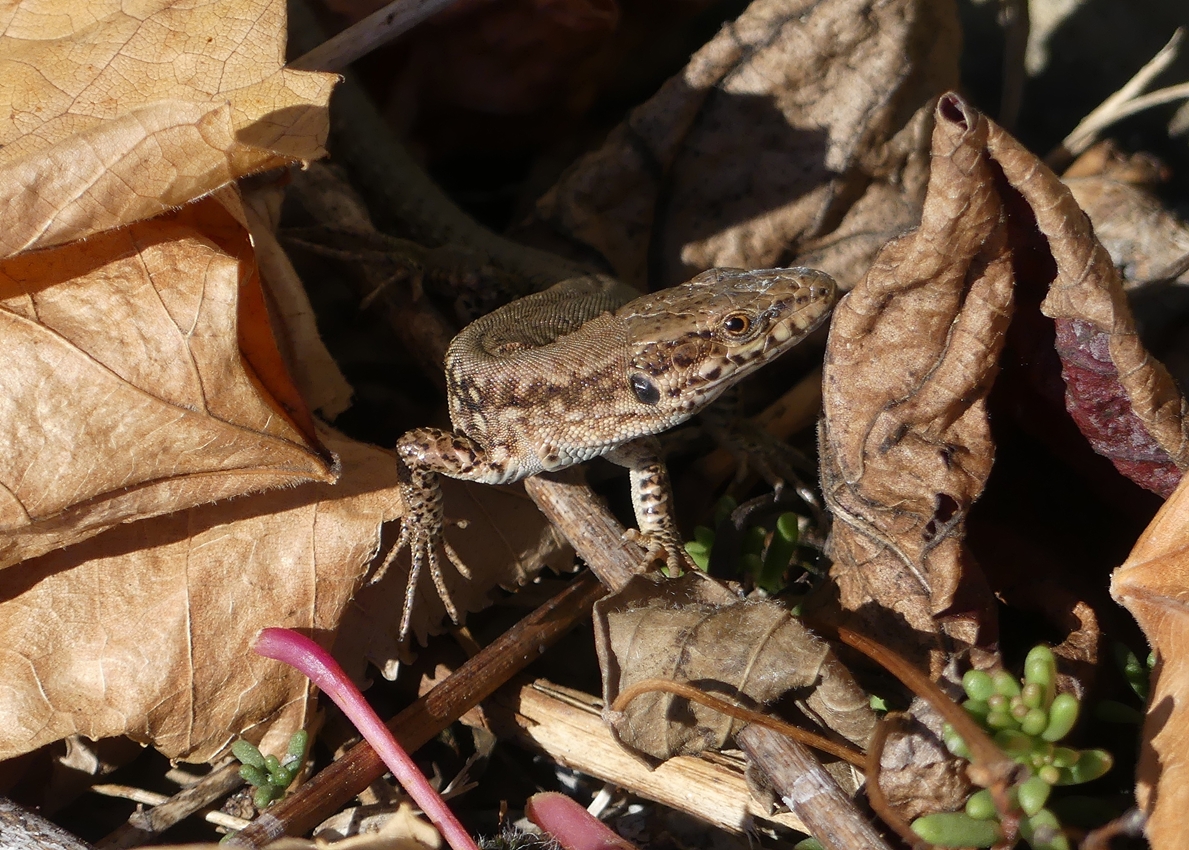 Versteckspiel mit der Fotografin. 21.10.2018 (Jeanny)