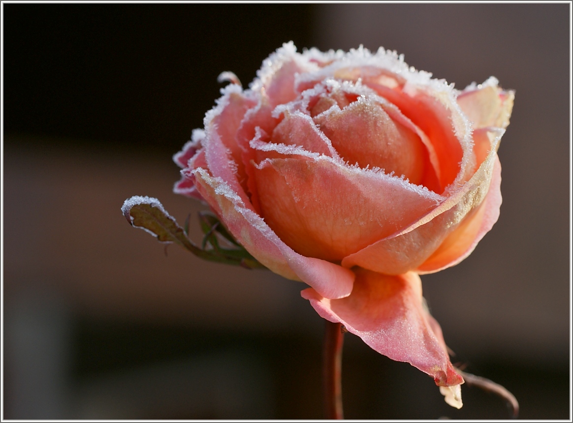 Vom Frost  bezuckerte  Rose.
(02.01.2017)