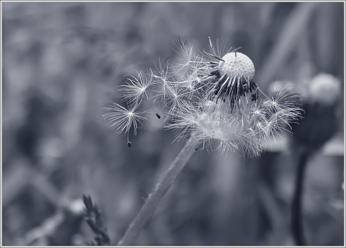 Vom Wind verweht
(11.05.2015)