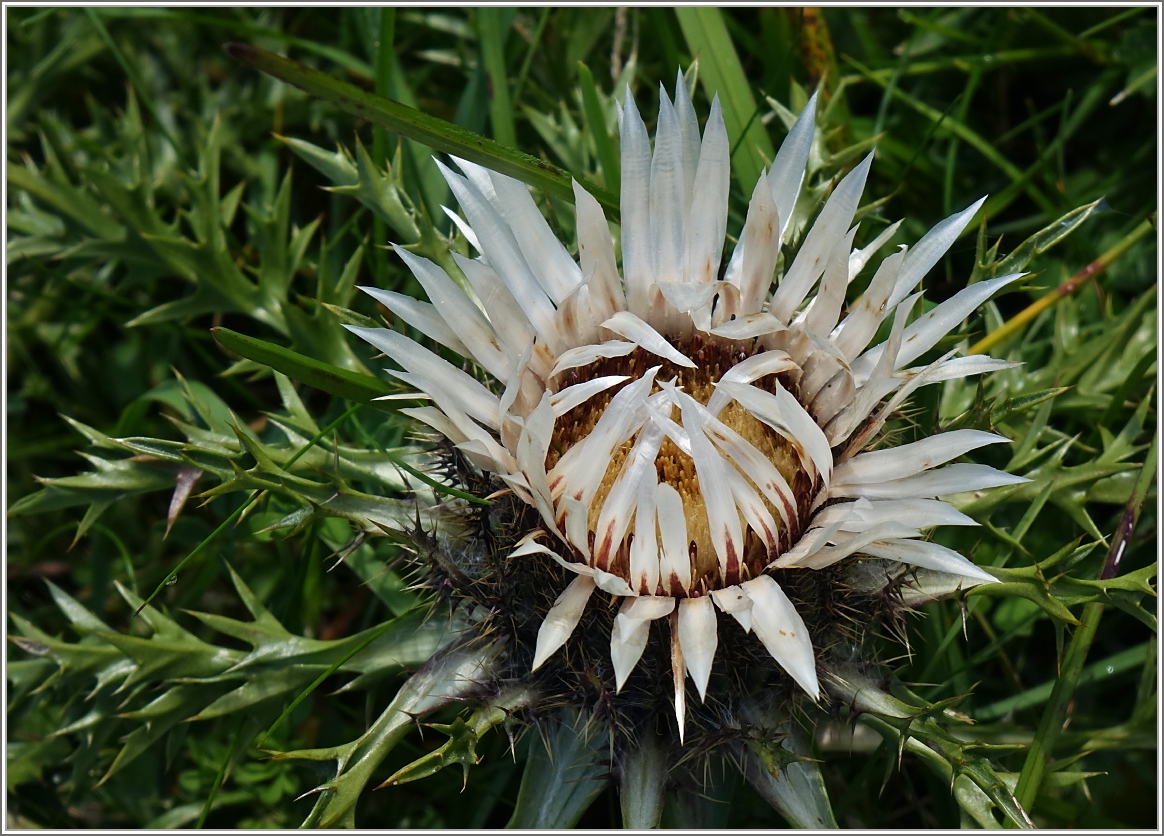 Von der Sonne berührt öffnet die Distel ihre Blütenblätter.
(05.09.2014)