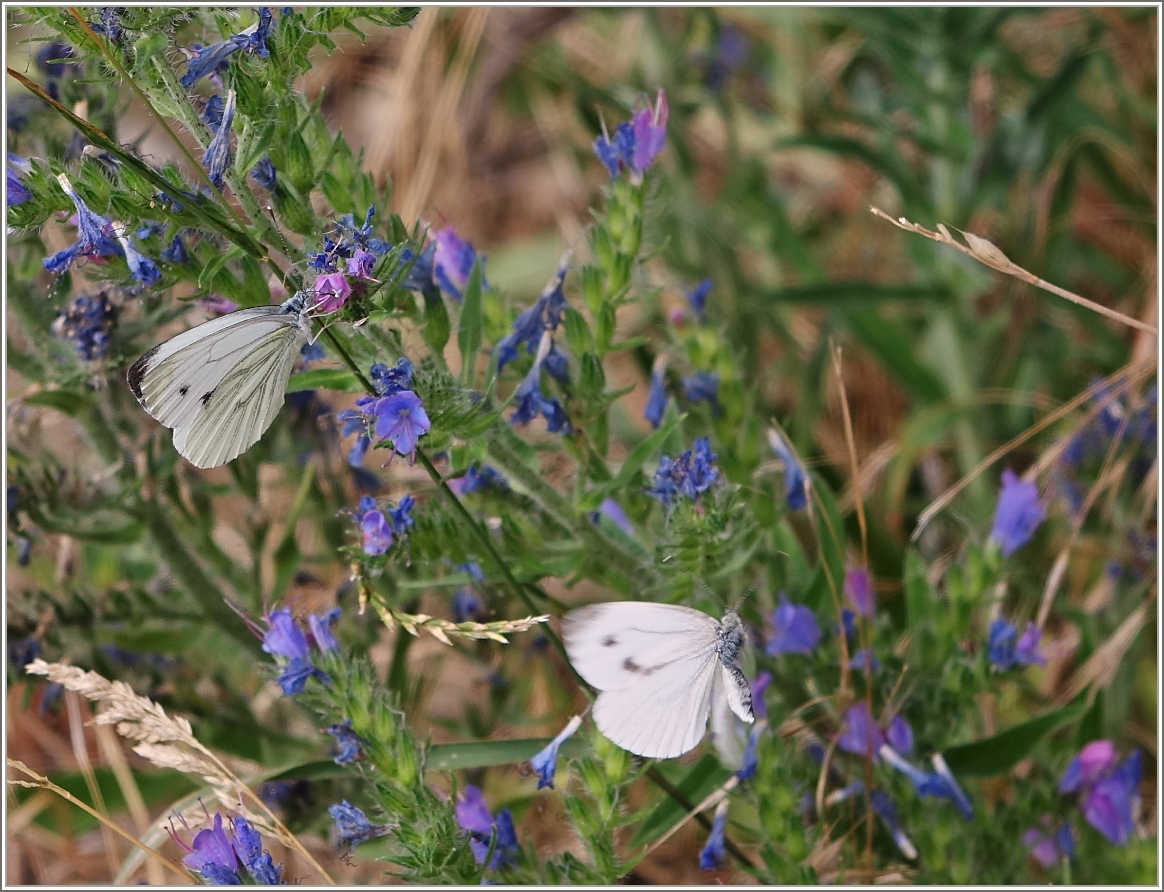 Während der eine schon seine Blüte gefunden hat, ist der andere noch auf der Suche
(08.07.2015)