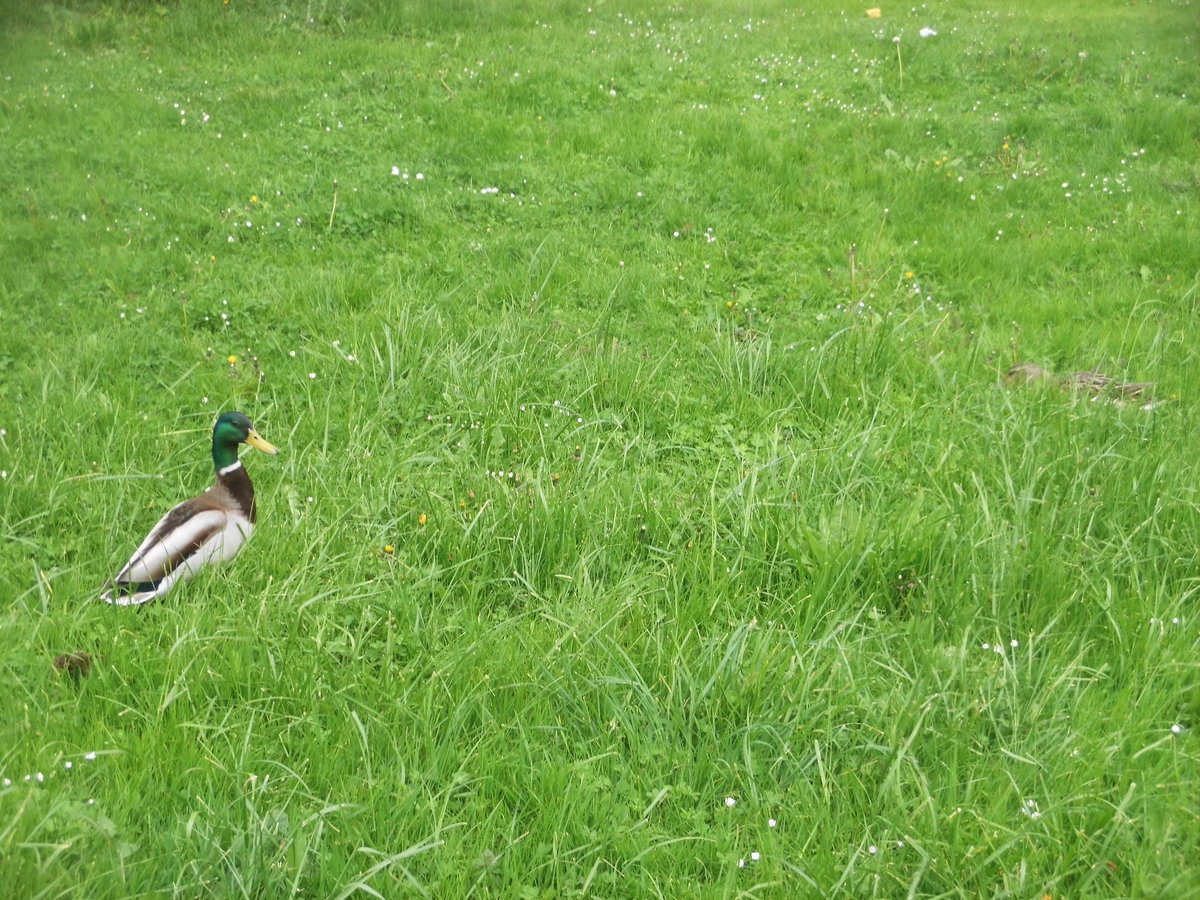 Weit weg vom Wasser lief diese Ente in Halle-Neustadt am Gastronom am 4.5.17