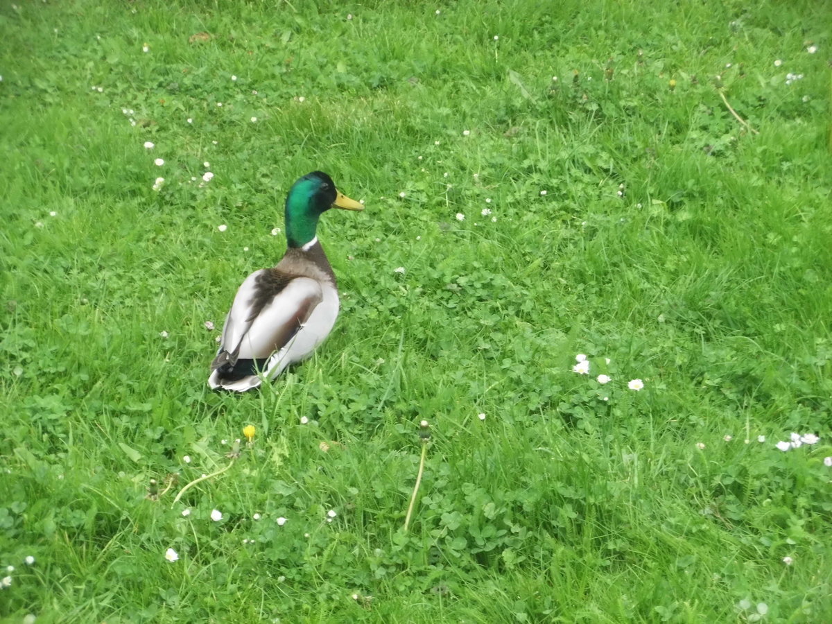 Weit weg vom Wasser lief diese Ente in Halle-Neustadt am Gastronom am 4.5.17