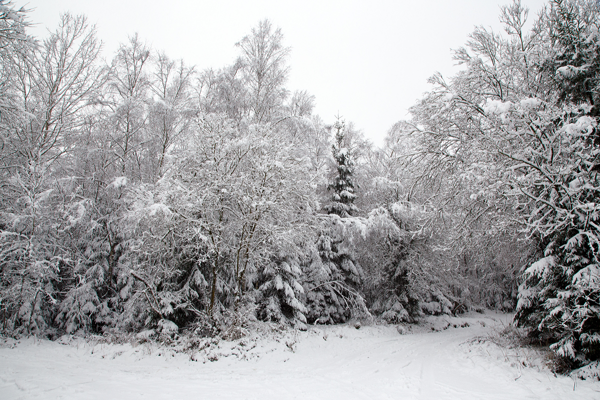 
Winter....
Auch wenn im Hellertal der Schnee nicht liegen bleibt, so muss man nur etwas höher fahren. Hier an der Straße von Herdorf nach Daaden am 16.01.2016.