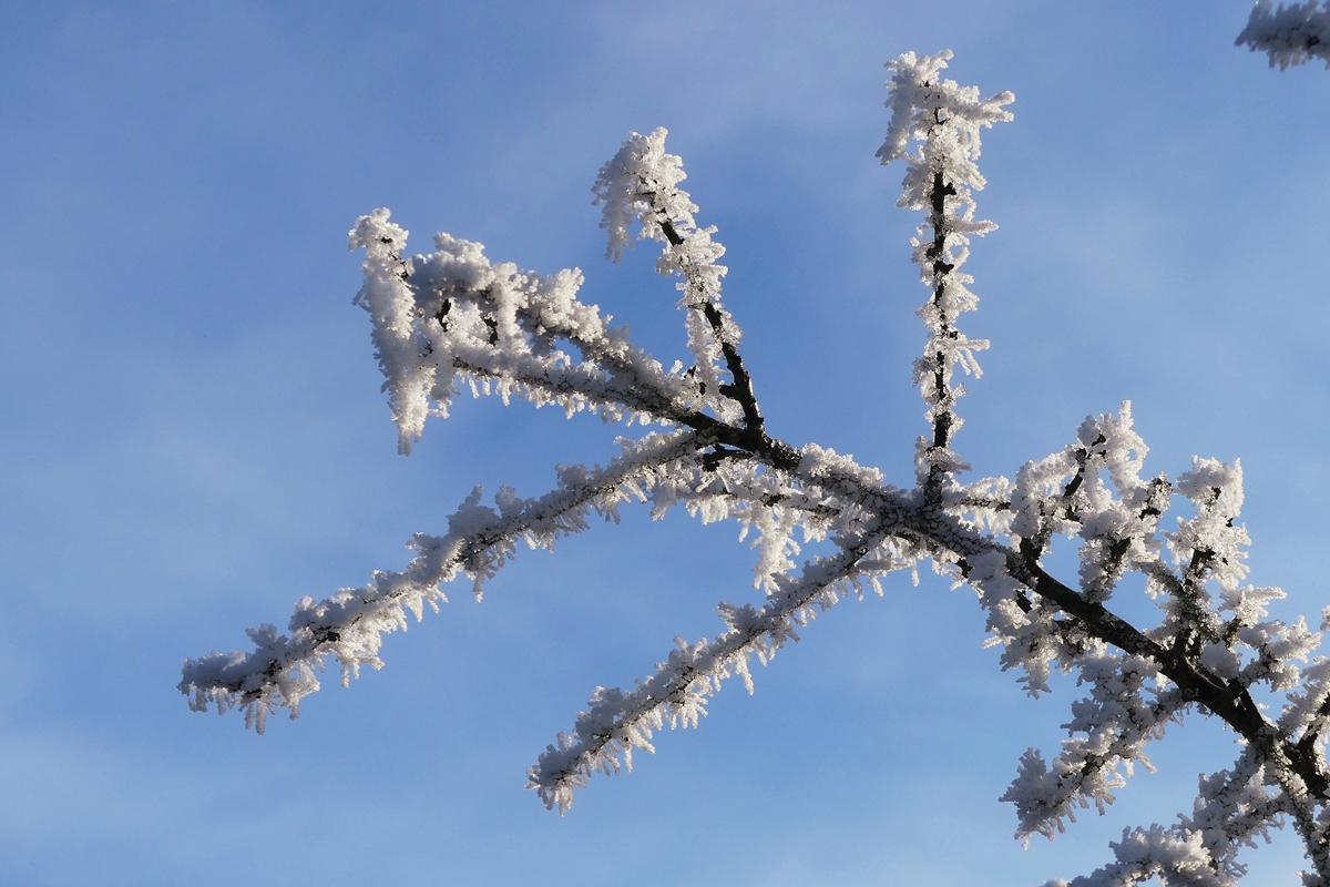 Winterspaziergang. 26.12.2018 (Jeanny)