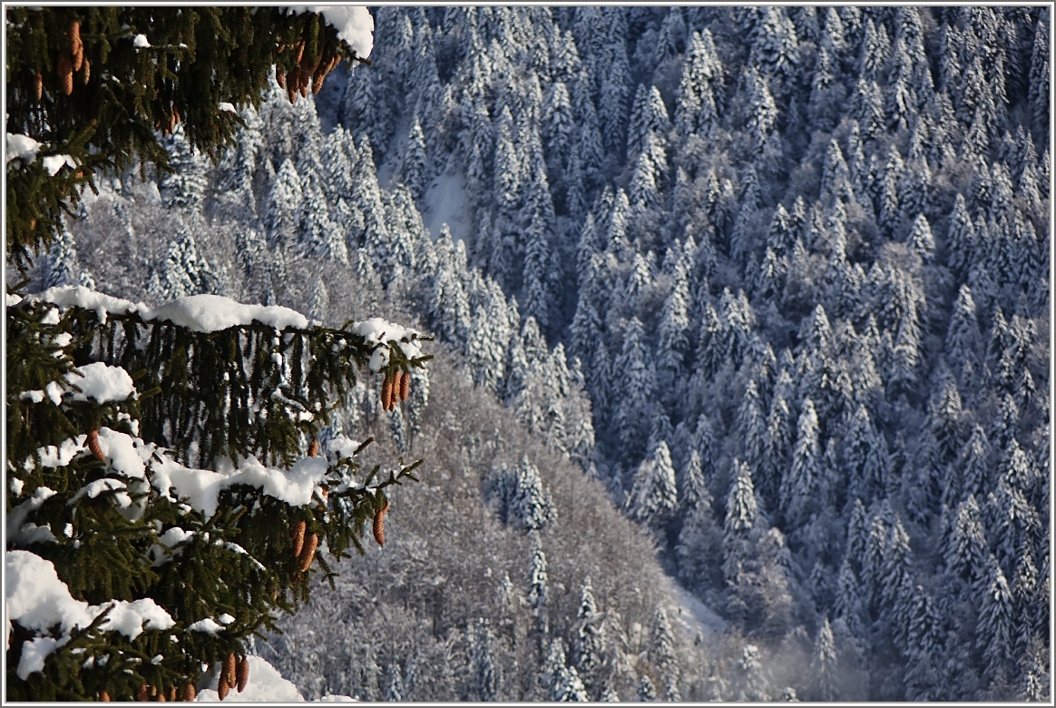 Winterwald
(21.01.2015)