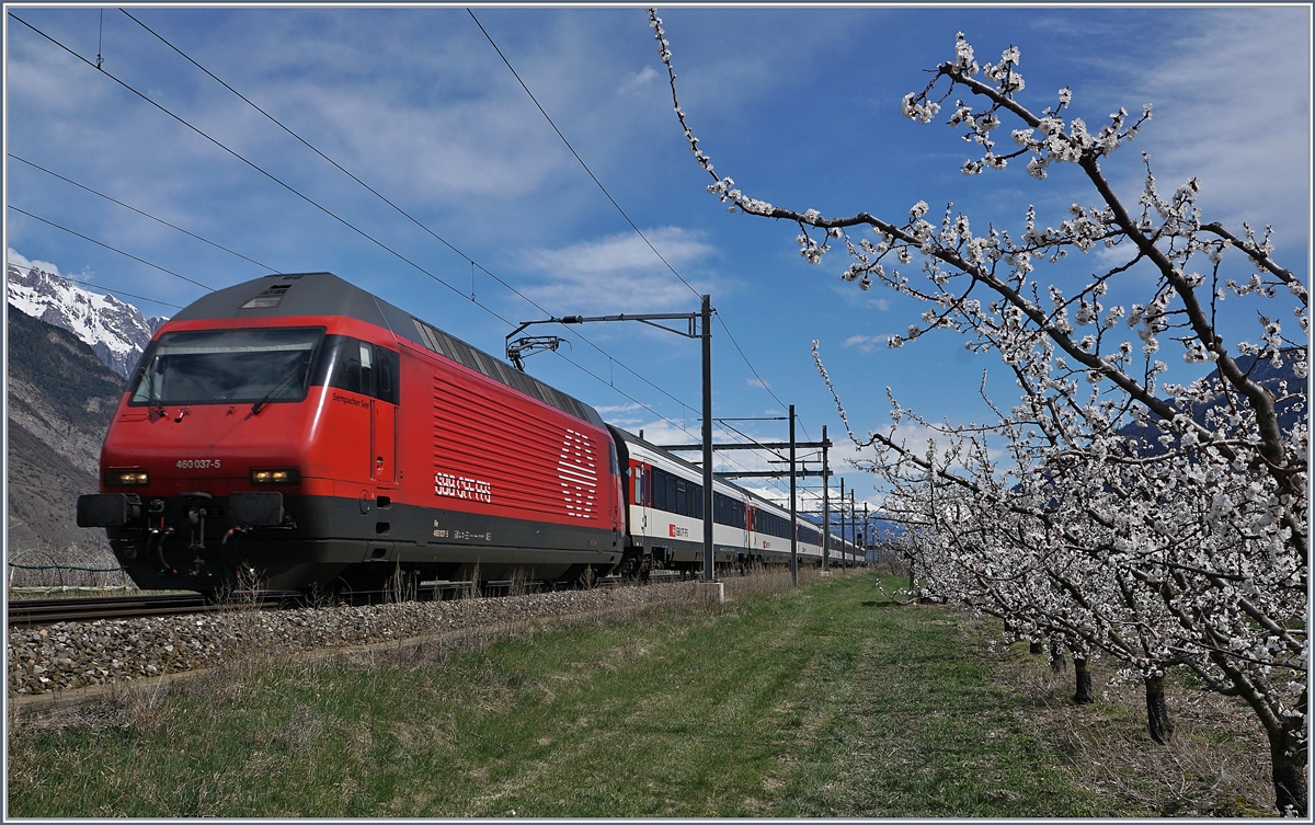 Zwischen Schnee bedeckten  Bergen und blühenden Aprikonsenplantagen fährt die SBB Re 460 037-5 mit ihrem bei Saxon durchs Wallis Richtung Genève-Aéroport.
4. April 2018