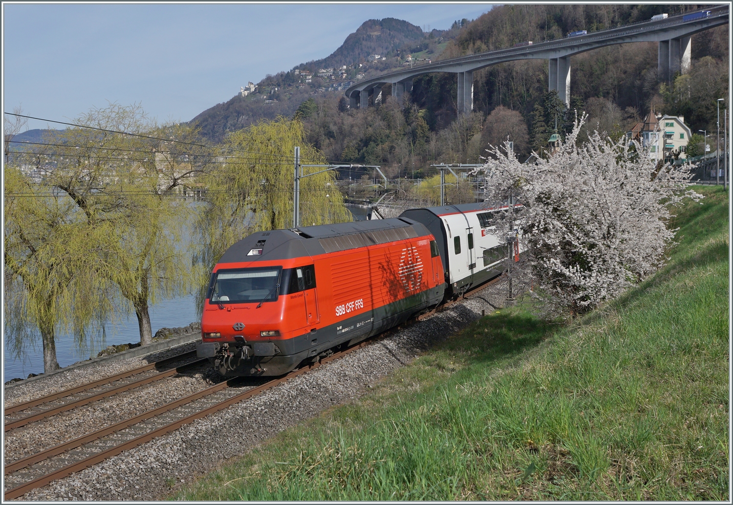 Die SBB Re 460 073-0  Monte Generoso  ist mit einem IR 90 von Genève Aéroport nach Brig bei Villeneuve unterwegs. Im Hintergrund hinter den Bäumen ist wage das Château de Chillon zu erkennen; doch der Grund für diesen Fotostandort war der blühende Strauch rechts im Bild.

21. März 2023
