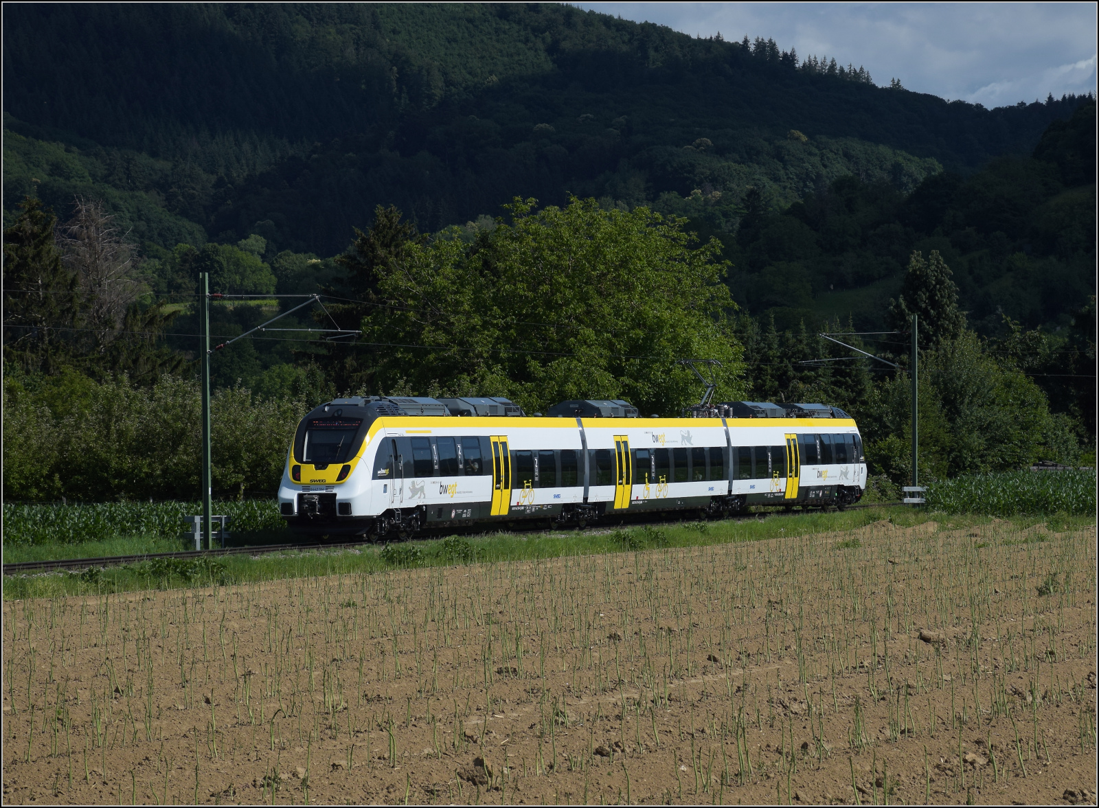 In Ergänzung zu Armins ausführlichen Talentbeschreibungen noch ein paar ergänzende Bilder aus der direkten Schweizer Nachbarschaft zum Verwirrungsspiel der Marketingstrategen. 

Der Talent 2.5 der Münstertalbahn der SWEG. Dieser Triebwagen hat die führende NVR-Nummer 94 80 8442 184-1 D-SWEG. Zusammen mit dem zweiten Talent 2.5 wurden die Fahrzeuge im Juni 2020 geliefert und ersetzten die überforderten Talent 2.

Eine aktive Radsatzlenkung war erst mit dieser Talentgeneration 2.5 als Zusatzpaket lieferbar. Ebenso wurde das Zusatzpaket mit erhöhte Rekuperationsleistung eingebaut. In einer Präsentation von Bombardier wurde die Rekuperationsleistung zwar nicht exakt beziffert, aber die Energieeinsparungen sollten die Kosten für das Zusatzpaket deutlich übersteigen. Für die Traxx 3 vs. Traxx 2 gab es hingegen nebenbei Zahlen, demnach wurde die Verzögerungsleistung der Rekuperation von 150 kN auf 250 kN substanziell gesteigert. Die neuen Crashnormen sorgten für ein höheres Dienstgewicht von nunmher 121 Tonnen für den Dreiteiler. Fast symbolisch mutet das Spargelfeld im Vordergrund an, wo der grüne Spargel zu vollständigen Pflanze ausreifen kann, damit er im nächsten Jahr geerntet werden kann, ob es beim Talent 3 für Bombardier zu einer Ernte kommen konnte, stand damals noch nicht fest. Die Talentlinie wurde inzwischen aus kartellrechtlichen Gründen an CAF verkauft, ob das sich nun in den neuen Akkutriebwagen BR 557 bereits niedergeschlagen hat, entzieht sich meiner Kenntnis. 

Hier in den ersten Betriebstagen im Münstertal Mitte Juni 2020. Das Bild entstand knapp unterhalb Stauffen, wo im Hintergrund der Beginn der Schwarzwaldhänge zu erkennen ist. 

Eine Bemerkung zur Nomenklatur sei noch erlaubt. Bombardier sprach in seinen Präsentationen vom Talent 2.5, was ich hier aufgreife, da es selbsterklärend ist. Die Technik des Talent 3 mit dem Aussehen des Talent 2. Die ach so cleveren Marketingstrategen der Verkehrsunternehmen erklärten den Talent 2.5 zum Talent 3, während der echte Talent 3 (i.e. ÖBB 4758, später BR 6442 in Deutschland) zum Talent 3 plus erklärt wurde. Heutzutage muss eben alles als Neuerung bezeichnet werden, damit durch Verwirrung niemand mehr die Marketingtricks durchschaut.
