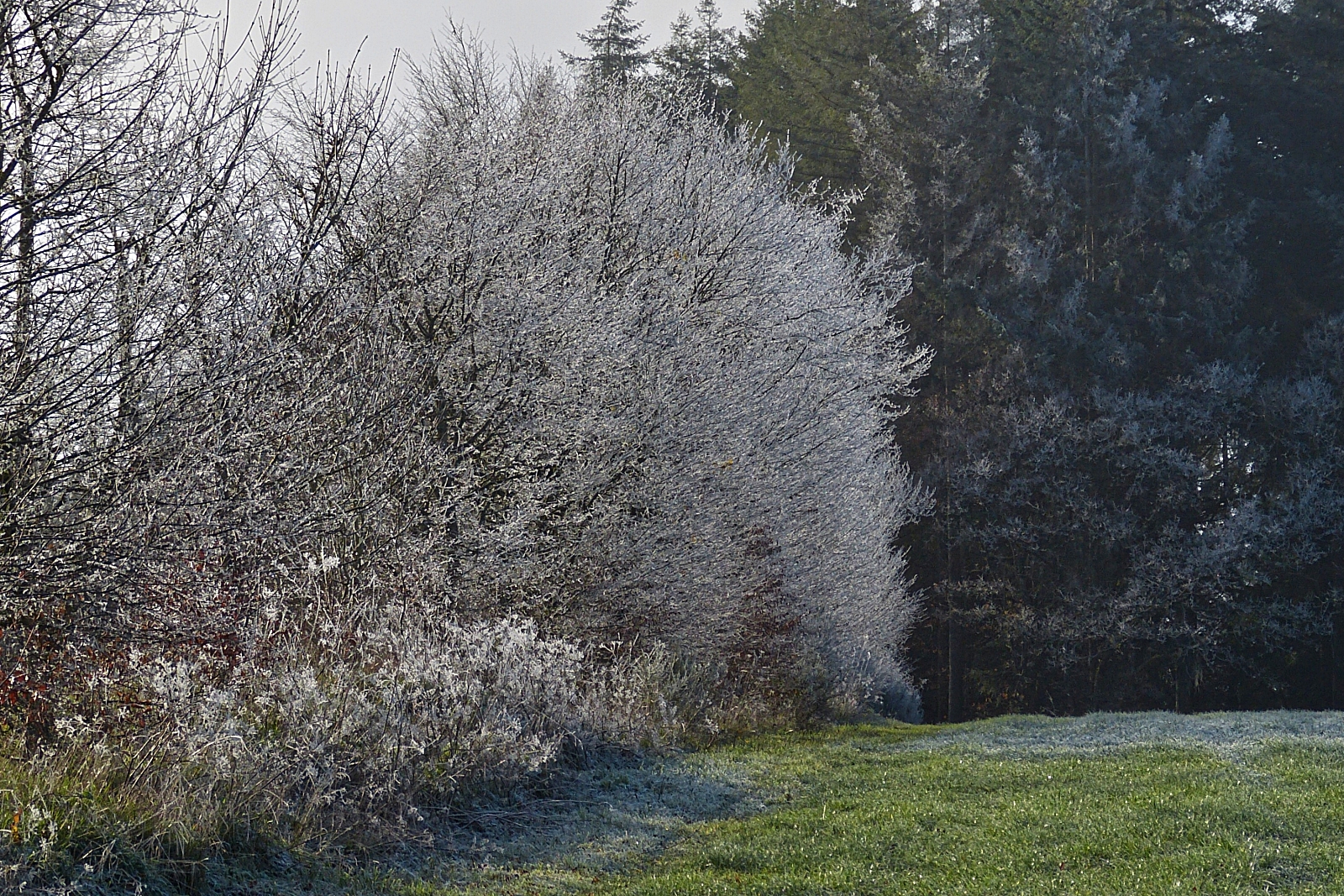 Während einem Spaziergang bei herrlichem Wetter sah ich diese Hecke mit Raureif an der Sonnen abgewandten Seite. 10.12.2022