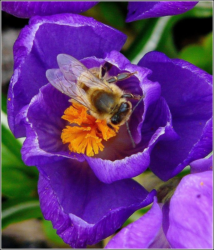 Die ersten Insekten fr dieses Jahr werden von den Krokussen angelockt. 17.03.09 (Jeanny)