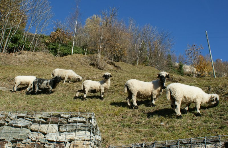 Im Gegensatz zu den Banausen in Ouchy, (Federvieh) wussten diese Lmmchen an der Ltschbergsdrampe Fotokunst zu schtzen...Nov. 2008