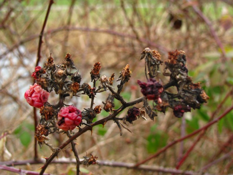 Ssse Erinnerungen an den Sommer: Viel ist davon nicht mehr brig; die nie ganz reif gewordenen Brombeeren waren inzwischen bereits mehrmals schockgefroren und wieder aufgetaut, oder sie sind total vertrocknet. Tgerwilen, 22.Dezember 2008