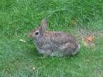 (152'737) - Ein Hase mitten in Chicago am 14.