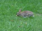 (152'738) - Ein Hase mitten in Chicago am 14.