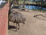 (190'241) - Emu am 18. April 2018 im Animal Park von Grantville